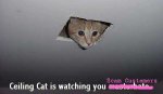 ceilingcat2_001.jpg