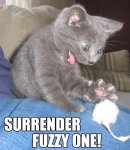 surrender-fuzzy-one.jpg