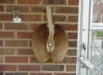 Creative_Doorbell.jpg