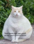 fat-cat1.jpg