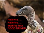 White-backed-Vulture-face-and-neck3.jpg