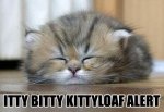kittyloaf.jpg