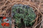 Lichen (800x533).jpg