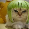 Limecat