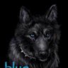 Blue Wolf 6
