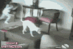 7443.gif