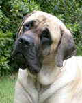 mastiff2.JPG