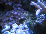 cc and zoas.jpg