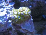 zoas.jpg