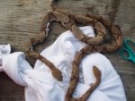 SNAKESON A CARPORT 010.jpg