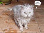 cat_wet1_20030319.jpg