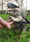 squirrelarmymedal.jpg