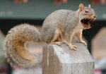 Attack_Squirrel_by_insanerthanthou.jpg