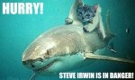 hurry-steve-irwin-is-in-danger.jpg