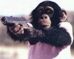 gangsta20chimp_web1.jpg