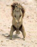 t1_squirrel_nuts1.jpg