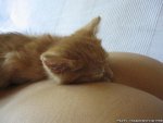 funny-wallpapers-cat-sleep-on-but1.jpg