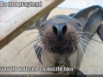 funny-seal-pictures.jpg