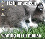 funny-pictures-cat-screen-mouse.jpg