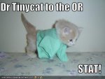funny-pictures-kitten-doc.jpg