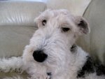 Wire Haired Fox Terrier's RULE !!.jpg