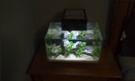 Fish tank smaller 2.jpg