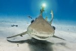 Shark with Laser 2.jpg