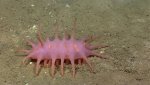 deep-sea-creatures-new-species-okeanos-explorer-8.jpg