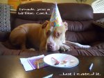 Happy Birthday Pitbull1.jpg