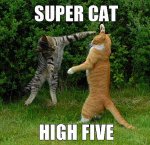 Super Cat High Five reduced_picc.jpg