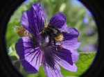 Bee flower1 (800x592).jpg