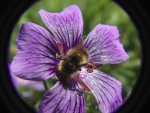 Bee flower2 (798x599).jpg