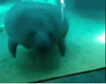 dugong.gif