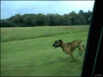 best_fail_dog_ever-1.gif