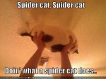 spider-cat.jpg