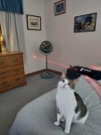 beam and kitty.jpg