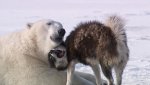 polar-bear-dogs-6.jpg