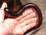 giant_african_millipede_iy2h_w1vy.jpg