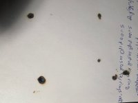 IMG_4834.jpeg