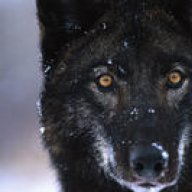 Blackwolf