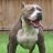 pitbull79